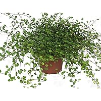 Mühlenbeckia complexa/Mühlenbeckie oder Drahtwein 12 cm Topf