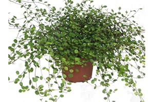 HARRO'S PFLANZENWELT Mühlenbeckia complexa/Mühlenbeckie oder Drahtwein 12 cm Topf