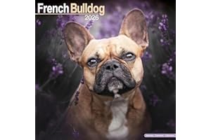 French Bulldog 2026 Calendar | Square Wall Calendar | Dog Breed Gift | Plastic Free Packaging | by Avonside Publishing