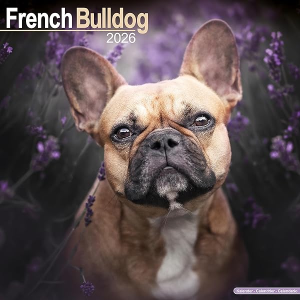 Jack Russell 2026 Calendar | Dog Breed Gift - View #5
