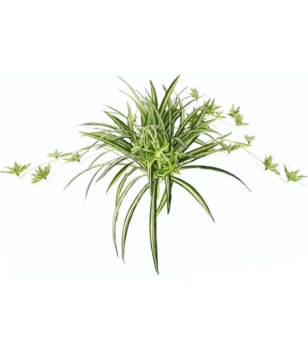 Amazon.de: Knstliche Grnlilie im Topf Kunstpflanze Chlorophytum  Grnpflanze Seidenpflanze Wasserlilie Spinnenpflanze Spinnenlilie Hngend  Hngepflanze Zimmerpflanze Unechte Hochzeit Deko, Grn/Wei, 36x46cm