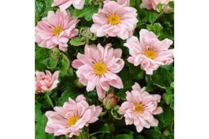 GARDENERSDREAM Anemone Queen Charlotte Windflower Tall Perennial Ornamental Pink Bedding Plant (10-20cm Incl. Pot)