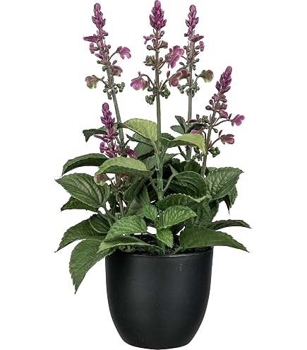 Künstlicher Salbei Im Topf – 28 Cm Hoch, Mit Pinken Blüten, Naturgetreu & Pflegeleicht
