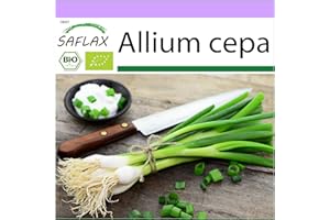 SAFLAX - BIO - Oignon - Blanc de Lisbonne - 150 graines - Allium cepa