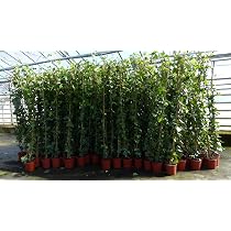 gruenwaren jakubik 4 Stck Efeu Pflanze Hedera helix 180-200 cm Pyramide  Sule winterhart Kletterpflanze Hecke Sichtschutz blickdicht : Amazon.de:  Garten