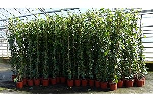 gruenwaren jakubik 4 Stück Efeu Pflanze Hedera helix 180-200 cm Pyramide Säule winterhart Kletterpflanze Hecke Sichtschutz blickdicht