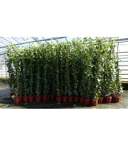 glcksfeder standort drauen Glcksfeder kaufen | Zamioculcas