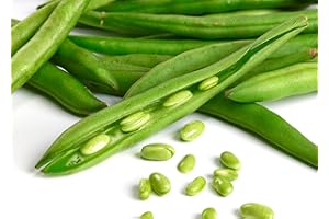 ACQUA TOWER GROWING SYSTEMS Vegetable Plants - Runner Beans - 16 x Large Plant Pack - Ideal for The Greenhouse - Veg Patch - Pots or Containers - Kitchen Veg - Garden Ready + Ready to Plant - Premium Quality Plants