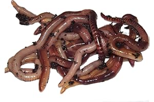 Yorkshire Worms LARGE Dendrobaena Worms Pack - Suitable For Composting and Wormery Starter Packs