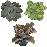 Pasiora Sukkulenten Mix im 6cm Topf, verschiedene kleine Pflanzen, Geschenkset (3 Stück)