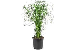 FLOWERBOX Zyperngras - pflegeleichte Zimmerpflanze, Cyperus alternifolius - Höhe ca. 60 cm, Topf-Ø 14 cm