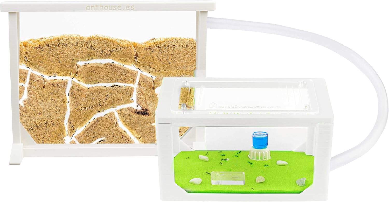 Anthouse.es - Hormiguero Natural de Arena - Kit Medium Hormiguero 3D (Sándwich 25x20x1,8 cm + Caja de Forrajeo 20x12x12 cm) - Granja de Hormigas con Colonia de Hormigas Incluida - Blanco