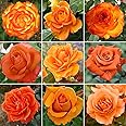 GardenersDream Orange Rose Bush Potted - Outdoor Garden Plants Ready to Plant - Climbing Roses for Garden with Fragrant Flower Rose Trees - Colourful Roses for Outdoor Gardens - (20-50cm Incl. Pot)