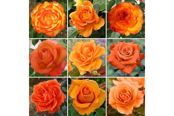 Superbe Rosier Orange en pot | Rosiers de jardin haut de gamme avec fleurs colorées en été
