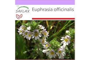 SAFLAX - Eyebright - 200 Seeds - Euphrasia officinalis