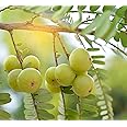 Amla (Big Size Fruit) Indian Gooseberry, Pack of 1