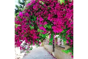 LAMPHLE 100 Unids Semillas de Bougainvillea Semillas Georgicas de Sol Medio de Escalada Neutral para Patio Rosa roja