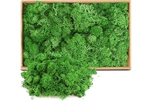 LONNEY Moos Konserviert Deko Moos zum Basteln Moosbild Modellbau Kunst Moos Natur konserviertes (615)