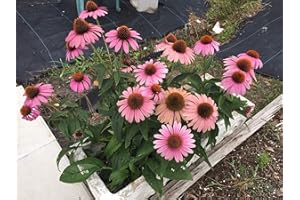 GEOPONICS Echinacea purpurea, Echinacea, échinacée, 40 graines par paquet, Bio