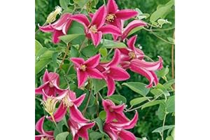 GardenersDream Clematis 'Princess Diana' - Kletterpflanzen Winterhart - Clematis Kletterpflanze Tulpenblütig Pink - Climatispflanze für Garten Pflanzen - Ranken Pflanzen Mehrjährig