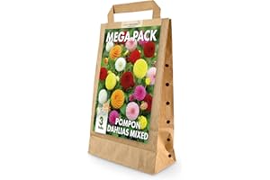 GREENBROKERS Mega Pack Pompon Dahlias Bulbs | Mixed Summer Flowering Bulbs | Bee & Butterfly Friendly | Eco Packaging | Premium Holland Selection Quality