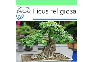 SAFLAX - Arbre de la Bodhi - 100 graines - Ficus religiosa