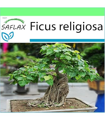SAFLAX - Bonsai - Echte Myrte/Brautmyrte - 30 Samen - Mit keimfreiem  Anzuchtsubstrat - Myrtus communis : Amazon.de: Garten