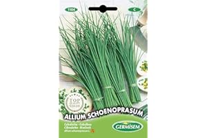 Germisem Schnittlauch ALLIUM SCHOENOPRASUM EC1104 mehrfarbig