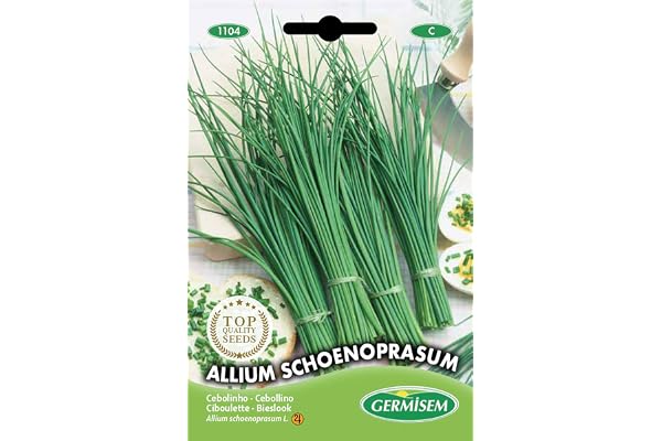 Germisem Allium Schoenoprasum Graines de Ciboulette 2 g EC1104 Multicolore