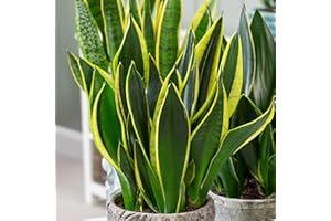 GARDENERSDREAM Sansevieria Golden Flame - Snake Plant | Potted Indoor Plant | 30-40cm with Pot