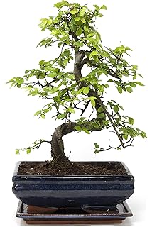 Bonsai Ilex Crenata Japanese Holly 8 Years Amazon Co Uk Garden Outdoors