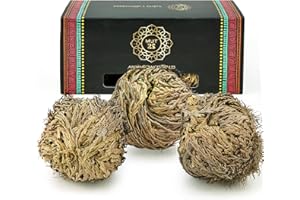 MUT22 3 Rosa de Jericó Grande 3-4 Pulgadas, Plantas Místicas de Resurrección para Decoración y Meditación