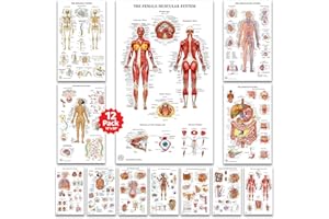 THE ART OF SCIENCE 12 Poster zur menschlichen Anatomie, medizinische Poster, Kreislauf, Skelett, männliche weibliche Muskeln, Wissenschaft, Gesundheitsposter für Klassenzimmer, Büro, laminiert, 45,7 x 76,2 cm