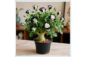 KVHSVB La rosa del desierto florece fácilmente durante toda la temporada sin necesidad de mantenimiento.-1bulbos-E