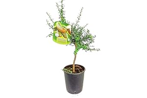 Garden Center shop by VM Citrus Australasica Caviar Rouge Pot 20 cm Hauteur 80 cm Citrique