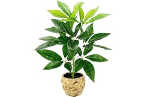 ‎FLAIR FLOWER Künstliche Pflanze Schefflera mit Übertopf Seidenblumen Seidenpflanzen Deko Strahlenaralie Kunstpflanzen Zimmerpflanzen Dekopflanze GrünpflanzeStrahlenaralie Büropflanze Blattpflanze Blumendeko grün