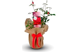 CARBETH PLANTS Remembrance Rose Bush - Memorial Plant Gift, Potted Red Rose