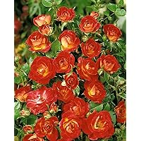 'Cha Cha' -R-, Zwergrose im 4 L Container