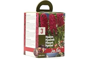 GREENBROKERS Pink Hyacinth Gift Box | Jan Bos | Complete Growing Kit with 3 Pink Hyacinth Bulbs | Bee-Friendly | Ideal Present for Any Occasion | Easy to Grow Indoors