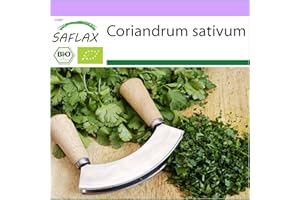 SAFLAX - BIO - Coriandre - 150 graines - Coriandrum sativum