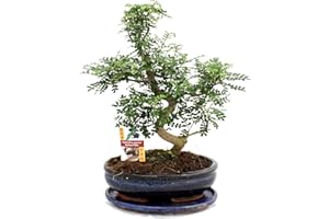 Exotenherz - Bonsai Szechuan-Pfeffer - Zanthoxylum piperitum - ca. 12-15 Jahre