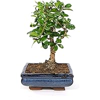Bonsai Carmona microphylla, S-Form, echter Zimmerbonsai im 8 x 15cm Keramiktopf, Fukientee, Höhe ca. 30cm