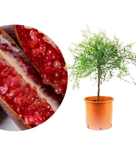 Kaffir-Limettenbaum (Citrus Hystrix) 130-180 Cm  Frische Aromen Fr Kche  & Cocktails | Robuste Exotische