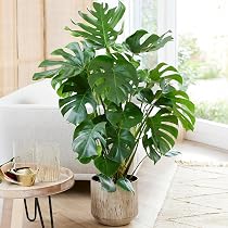 Palme Areca Entretien Facile Palmier Areca Gardener's Dream - Plante D'Intérieur 100-120 Cm Purificatrice D'Air Plante D'appartement Grande Palme Areca Entretien Facile Palmier Areca Gardener's Dream - Plante D'Intérieur 100-120 Cm Purificatrice D'Air Plante D'appartement Grande