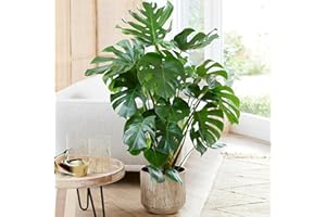 GARDENERSDREAM Plante d'intérieur Monstera Deliciosa, aussi appelée plante à fromage suisse, est un arbuste persistant en pot.