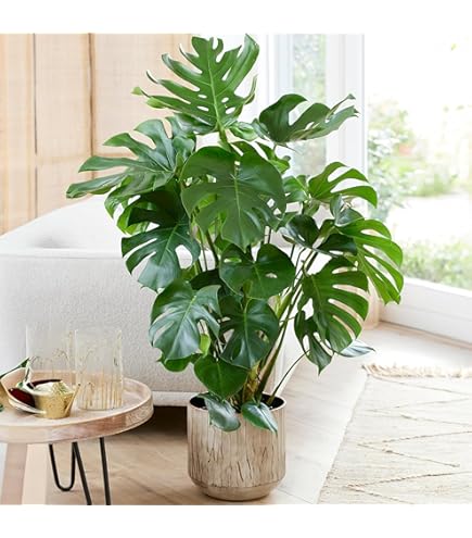 Plante en caoutchouc Tineke | Acheter en ligne - Ficus Elastica panaché
