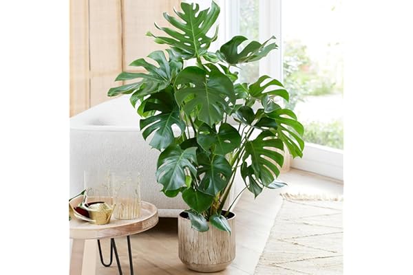 Plante d'intérieur Monstera Deliciosa, aussi appelée plante à fromage suisse, est un arbuste persistant en pot.