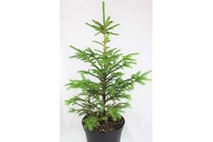 GENERIC Real, Living Norway Spruce Christmas Tree 3-4ft (90-120cm) (Tree)