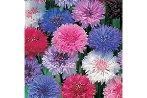 Cornflower Polka Dot Mix Seeds - 200 Native UK Wild Flower Seeds for Attracting Birds, Bees, Wildlife, Pollinators, Suitable for Growing Outdoors in Meadows, Fields and Gardens by Meldon Seeds