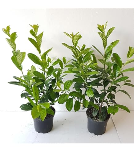 Dehner Kirschlorbeer Herbergii, Prunus laurocerasus, immergrner Busch,  100-125 cm, 15 l Topf, Ziergehlz : Amazon.de: Garten